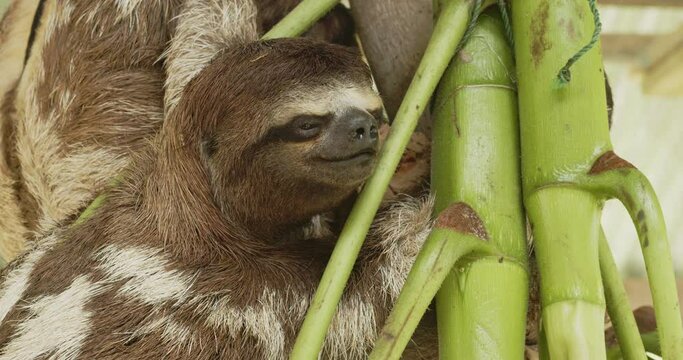 Amazon jungle tree toed sloths hanging  in cage, Iquitos Peru - 4k 24fps