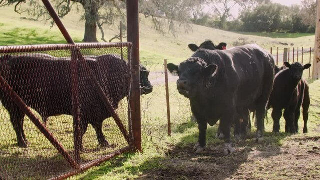 Big black bull speaking and mooing next to a barbed wire fence in Santa Barbara California