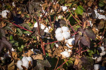Growing cotton plants on the agricultural field in Texas