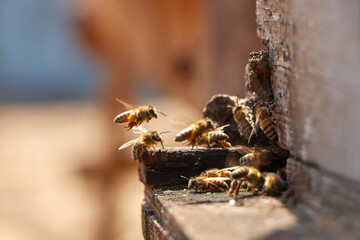 Slow motion of Bees getting inside the small hole of the wall going back and forth stock slow...