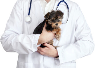 Vet Holding a Yorkshire Terrier Puppy - Isolated