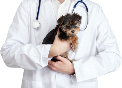 Vet Holding a Yorkshire Terrier Puppy - Isolated