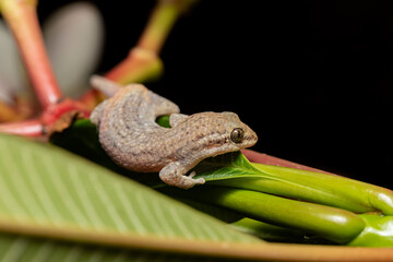 Grandidier's gecko (Geckolepis typica), endemic species of lizard in the family Gekkonidae, Kivalo Morondava Madagascar wildlife animal