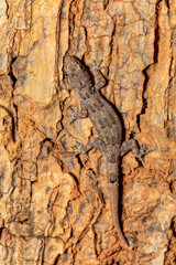 Hemidactylus mercatorius, endemic species of gecko, Tsingy de Bemaraha, Madagascar wildlife