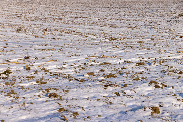 Dry , sharp stubble from the harvested corn crop