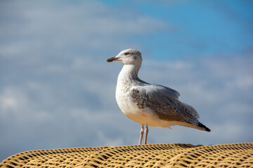 A seagull stands on a beach chair