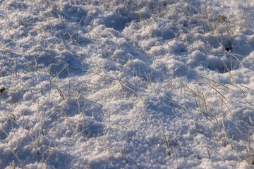 Grass covered with snow and ice in winter