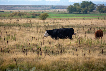 Black cow in a large pasture