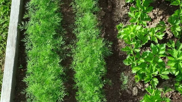 Parsley and Dill Growing in a Garden Area. Top View in Sundown Lighting. Petroselinum Crispum is Grown Outdoors. Green background of Spicy Herbs, Close-up. Flat Leaf Italian Parsley Planting in Rows.