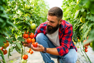 Organic greenhouse business. Farmer is picking fresh and ripe tomatoes in her greenhouse.