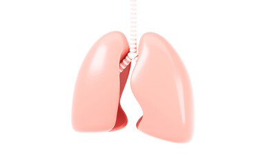 Lungs in the white background, Medical concept, 3d rendering.