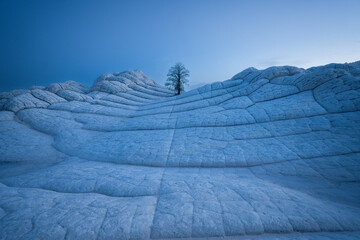 Solitude in the Desert: Lonely Tree Standing Tall in White Pocket, Arizona