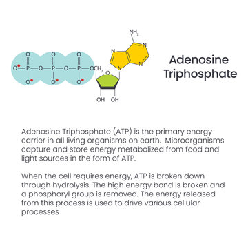 Adenosine Triphosphate biochemistry, organic chemistry science vector infographic