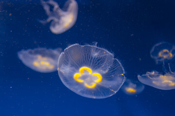 Naklejka na ściany i meble Deep water jellyfish . Blue ocean underwater with jellyfish
