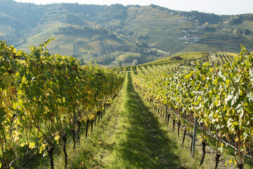 Fototapeta na wymiar Rows of vine. Rows of vine with yellow leaves for autumn season. Langhe area, Piemonte, Italy.