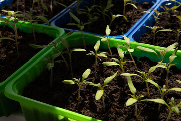 Green tomato seedlings on the balcony. Gardening concept. Growing on a windowsill. Top view