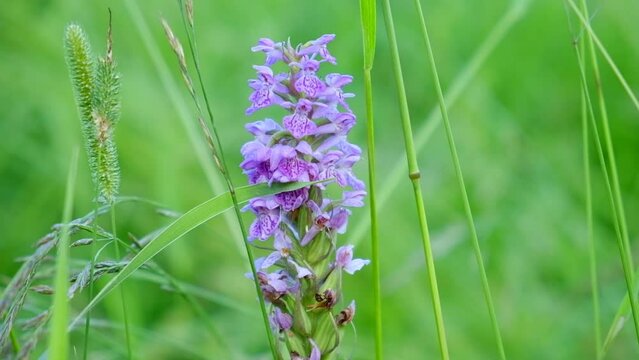 Violet Dactylorhiza majalisblue, commonly known as The broad-leaved marsh orchid, glowing by sunlight in day. Dactylorhiza baltica.