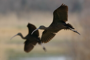Glossy Ibis (Plegadis falcinellus) in flight