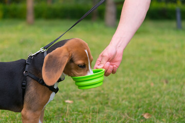 against the background of a green lawn, the owner gives water to the beagle dog from a bowl