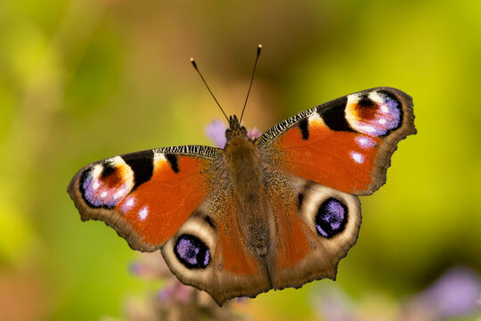 Tagpfauenauge (Aglais io)