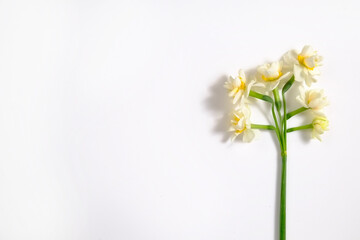 Close up shot of a single stem of yellow white daffodils. A bouquet of narcissus flowers for a spring holiday season. Background with a lot of copy space for text