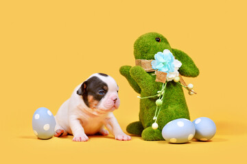 Tan pied French Bulldog dog puppy with Easter bunny and eggs on yellow background