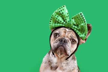Merle French Bulldog dog wearing St. Patrick’s Day costume headband with bow and shamrock on...