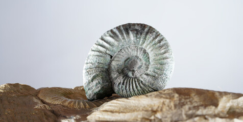 Ammonite fossil on a dark background © helfei