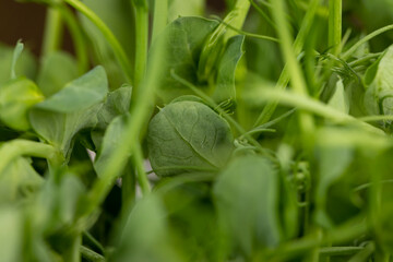 A large number of green pea sprouts, pea plants