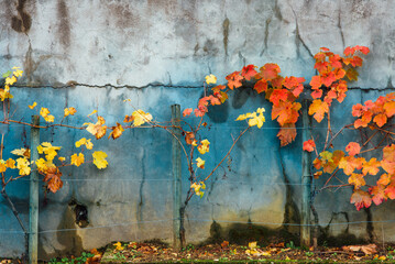 des vignes automnales devant un mur bleu. Couleurs complémentaires. Orange et bleu. Un rang de vigne en automne. Vignoble automnal.