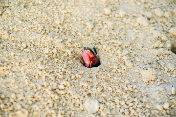 Bright red and black crab emerges from hole in coral sand on tropical beach