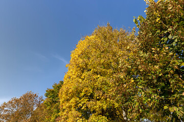 Naklejka premium Autumn foliage on trees during its color change