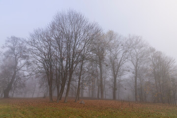 Obraz premium tree trunks without foliage in the autumn season