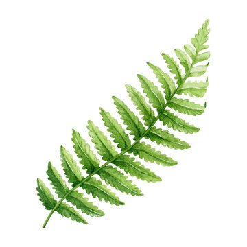 Fern green leaf watercolor illustration. Green fern stem with leaves single botanical image. Forest, park, garden, outdoors natural vegetation plant element. Floral decoration element.