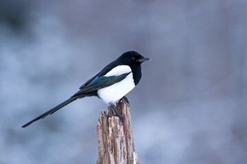 Eurasian magpie in winter forest scenery