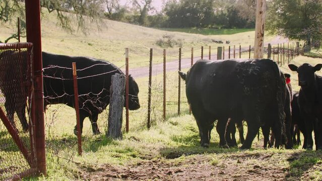 Two black bulls trying to fight each other through a barbed wire metal fence
