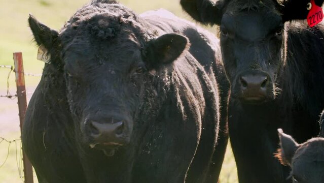 Black angus bull surrounded by cows moos to talk to his calf