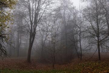 Fototapeta na wymiar Bare deciduous trees in the autumn season in cloudy weather