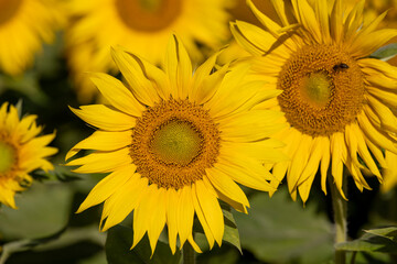 Obraz premium Blooming beautiful sunflowers in the summer