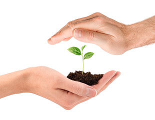 male and female hands hold a sprout on a white isolated background, the concept of protection and...