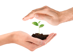 male and female hands hold a sprout on a white isolated background, the concept of protection and care