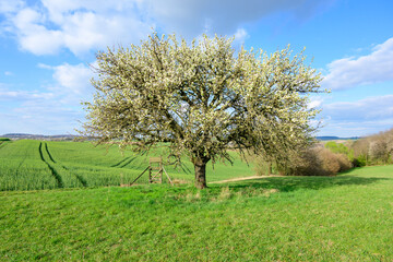 Fototapeta na wymiar Baum im Frühling.