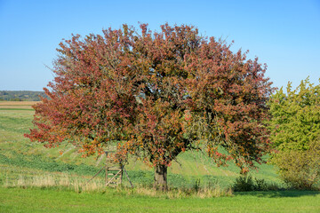 Baum im Herbst.