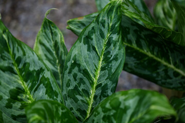 Close-up view of Dieffenbachia leaf in in the garden
