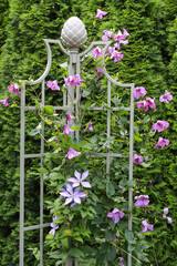 Clematis im Garten