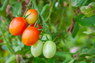 The tomato fruit, Cherry tomato (Lycopersicon esculentum) in the vegetable garden