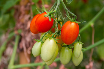 The tomato fruit, Cherry tomato (Lycopersicon esculentum) in the vegetable garden