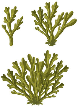 Wrack seaweed cartoon isolated