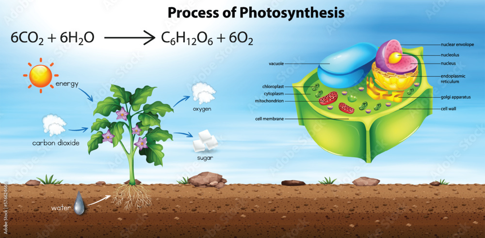 Wall mural Plant cell anatomy structure