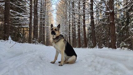 Dog German Shepherd in a winter day and white snow arround. Waiting eastern European dog veo in cold weather